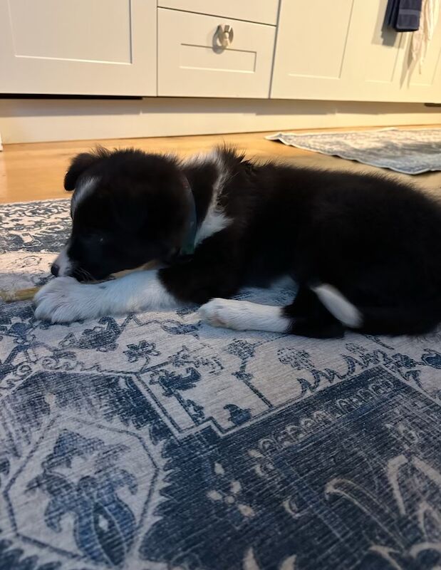 Beautiful Border collie girl for sale in Buckinghamshire - Image 2