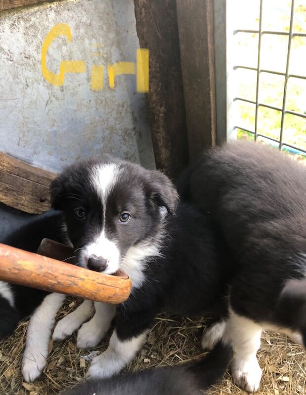 Beautiful Border collie girl for sale in Buckinghamshire - Image 3