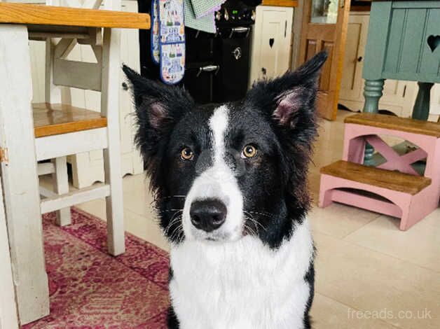 Beautiful Border Collie for sale in Strabane, Strabane