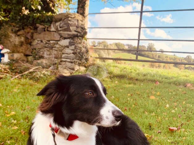 Beautiful Border Collie for sale in Strabane, Strabane