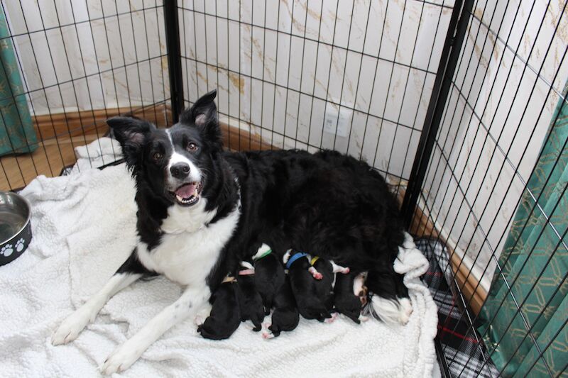 Beautiful Border Collie Puppies for sale in Liverpool, Merseyside - Image 1