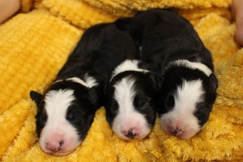 Beautiful Border Collie Puppies for sale in Liverpool, Merseyside - Image 2