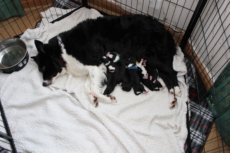 Beautiful Border Collie Puppies for sale in Liverpool, Merseyside - Image 3