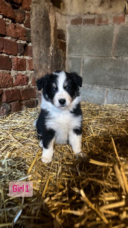 Beautiful Border Collie Puppies for sale in Abermule/Aber-miwl, Powys