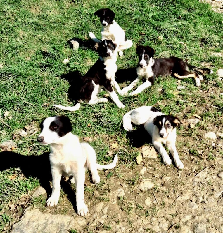 Beautiful Border Collie puppies for sale in Llandovery/Llanymddyfri, Carmarthenshire