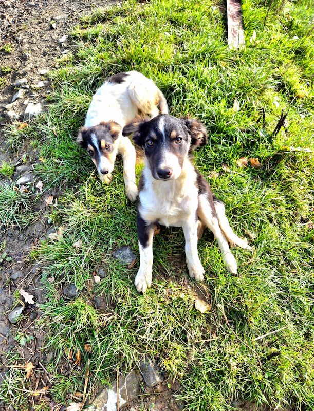 Beautiful Border Collie puppies for sale in Llandovery/Llanymddyfri, Carmarthenshire - Image 3