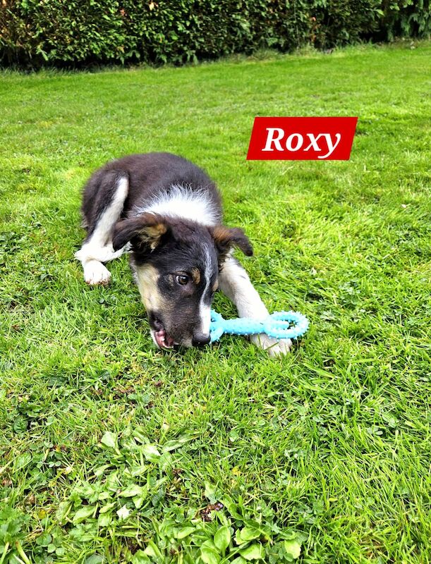 Beautiful Border Collie puppies for sale in Llandovery/Llanymddyfri, Carmarthenshire - Image 4