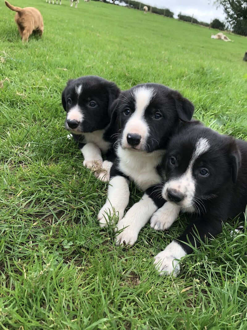 Female Border Collie Dogs And Puppies For Sale In Wymington, Bedfordshire