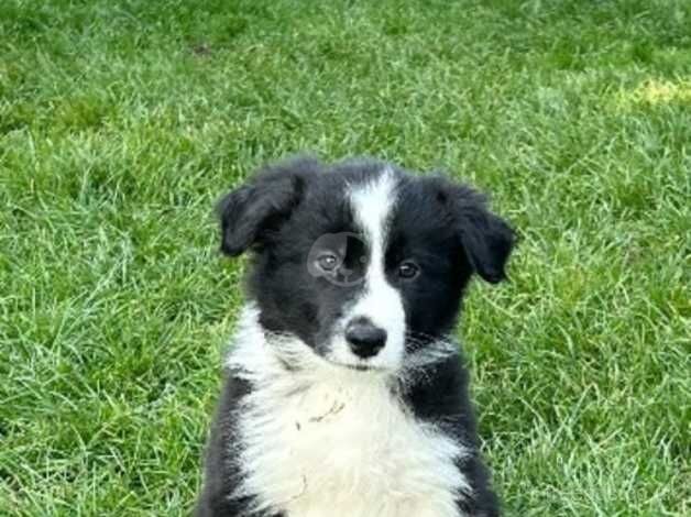 Beautiful Border Collie Puppies For sale in Boston, Lincolnshire - Image 1