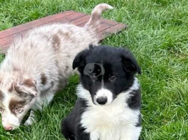 Beautiful Border Collie Puppies For sale in Boston, Lincolnshire - Image 3