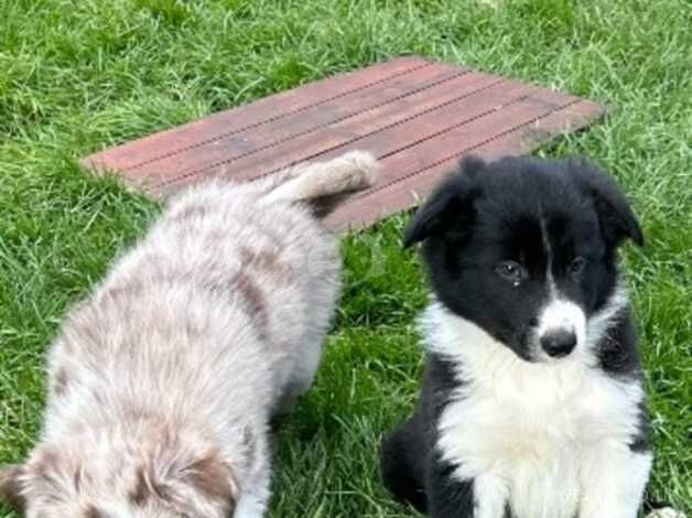 Beautiful Border Collie Puppies For sale in Boston, Lincolnshire - Image 4