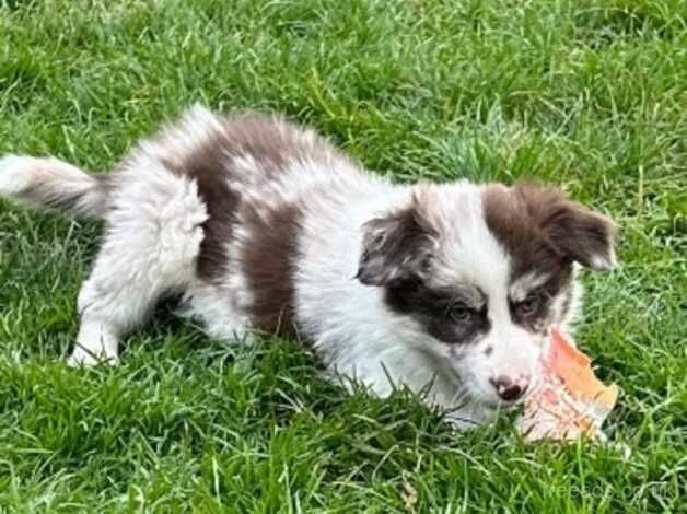 Beautiful Border Collie Puppies For sale in Boston, Lincolnshire - Image 5