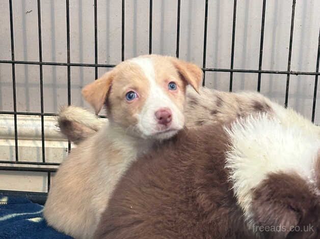 Beautiful Border Collie puppies for sale in Carmarthen/Caerfyrddin, Carmarthenshire