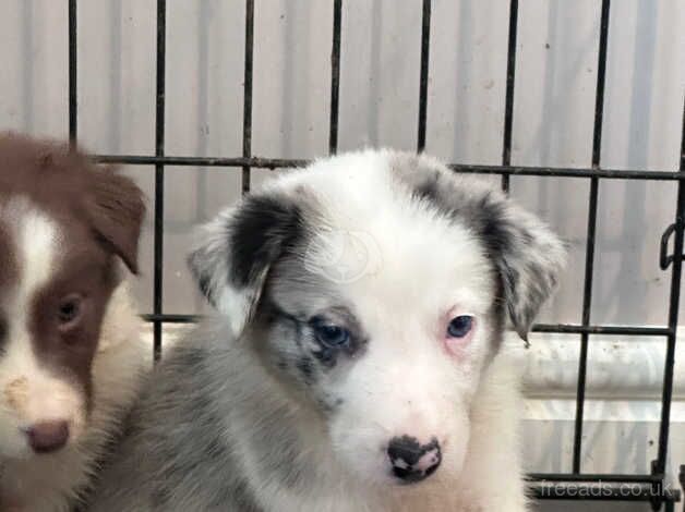 Beautiful Border Collie puppies for sale in Carmarthen/Caerfyrddin, Carmarthenshire - Image 3