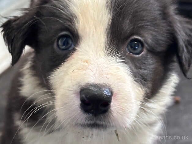 Beautiful Border Collie puppies for sale in Carmarthen/Caerfyrddin, Carmarthenshire - Image 4