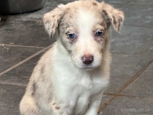 Beautiful Border Collie puppies for sale in Carmarthen/Caerfyrddin, Carmarthenshire - Image 5