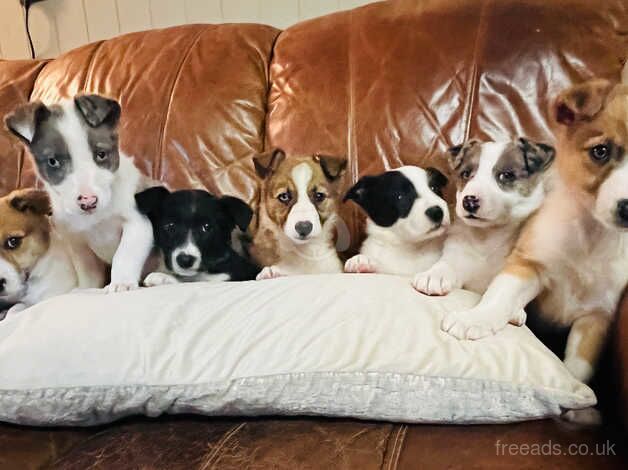 Beautiful Border Collie Puppies for sale in Llanwrda, Carmarthenshire