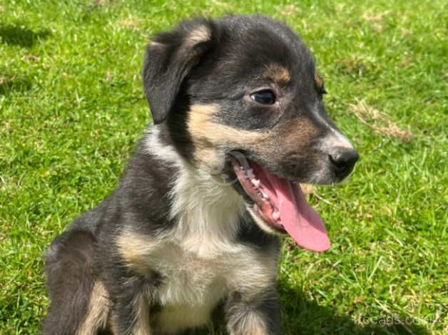 Beautiful Border Collie Puppies for sale in Maybole, South Ayrshire - Image 1