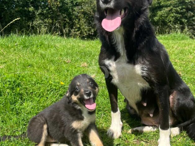 Beautiful Border Collie Puppies for sale in Maybole, South Ayrshire - Image 2