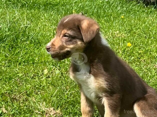 Beautiful Border Collie Puppies for sale in Maybole, South Ayrshire - Image 3