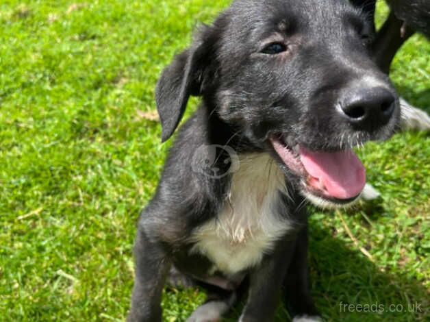 Beautiful Border Collie Puppies for sale in Maybole, South Ayrshire - Image 4