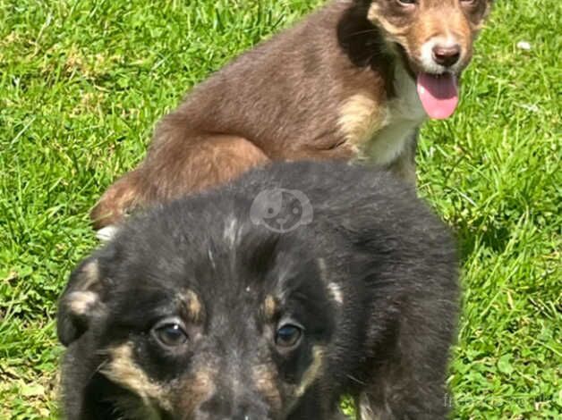 Beautiful Border Collie Puppies for sale in Maybole, South Ayrshire - Image 5