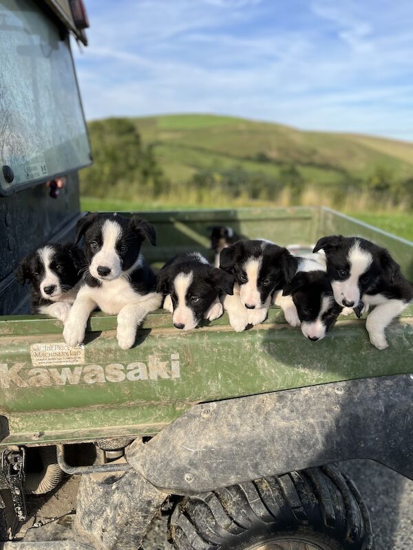 Beautiful Border Collie Puppies (ISDS PARENTS) for sale in Presteigne/Llanandras, Powys - Image 1