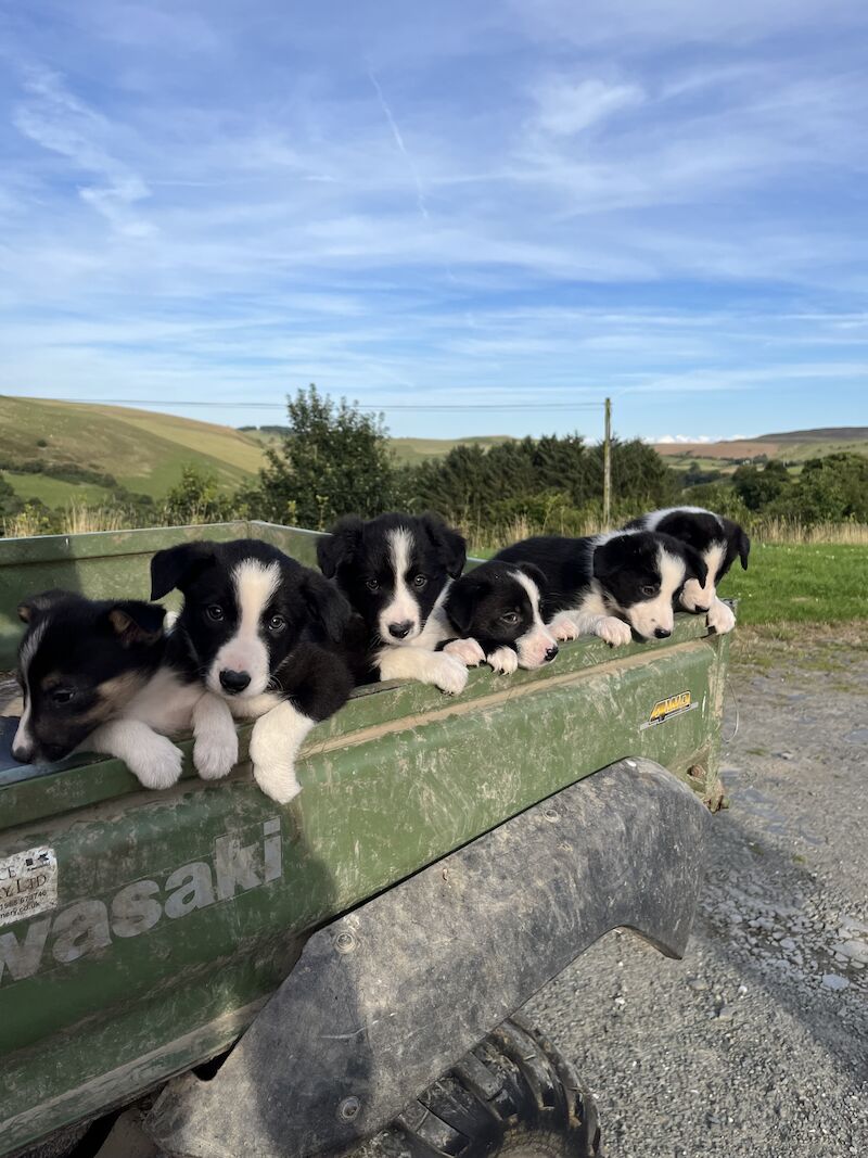 Beautiful Border Collie Puppies (ISDS PARENTS) for sale in Presteigne/Llanandras, Powys - Image 2