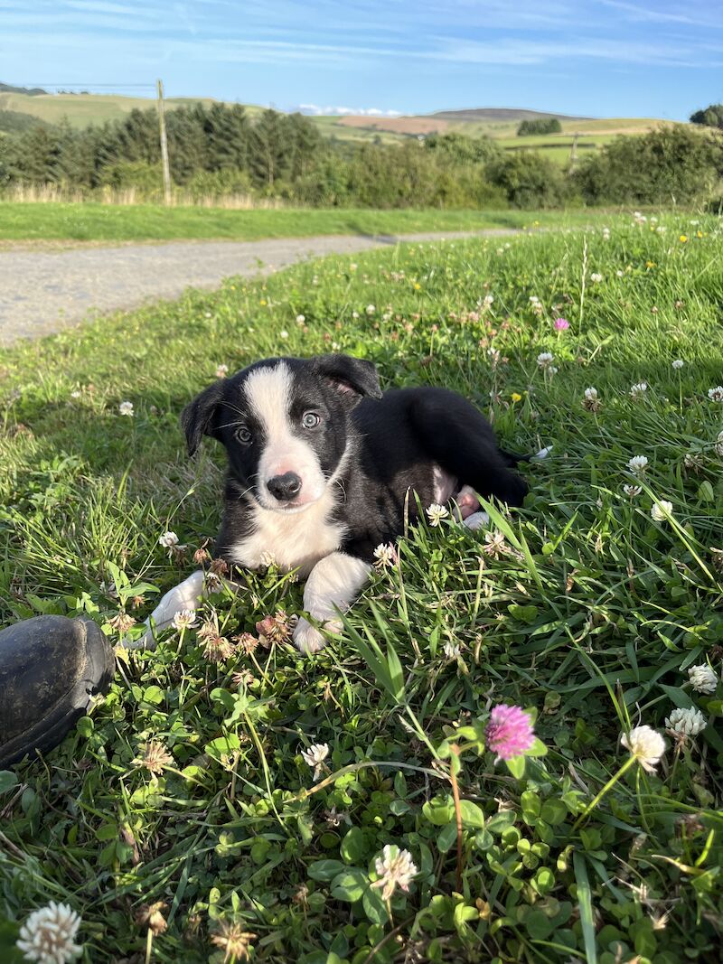 Beautiful Border Collie Puppies (ISDS PARENTS) for sale in Presteigne/Llanandras, Powys - Image 3