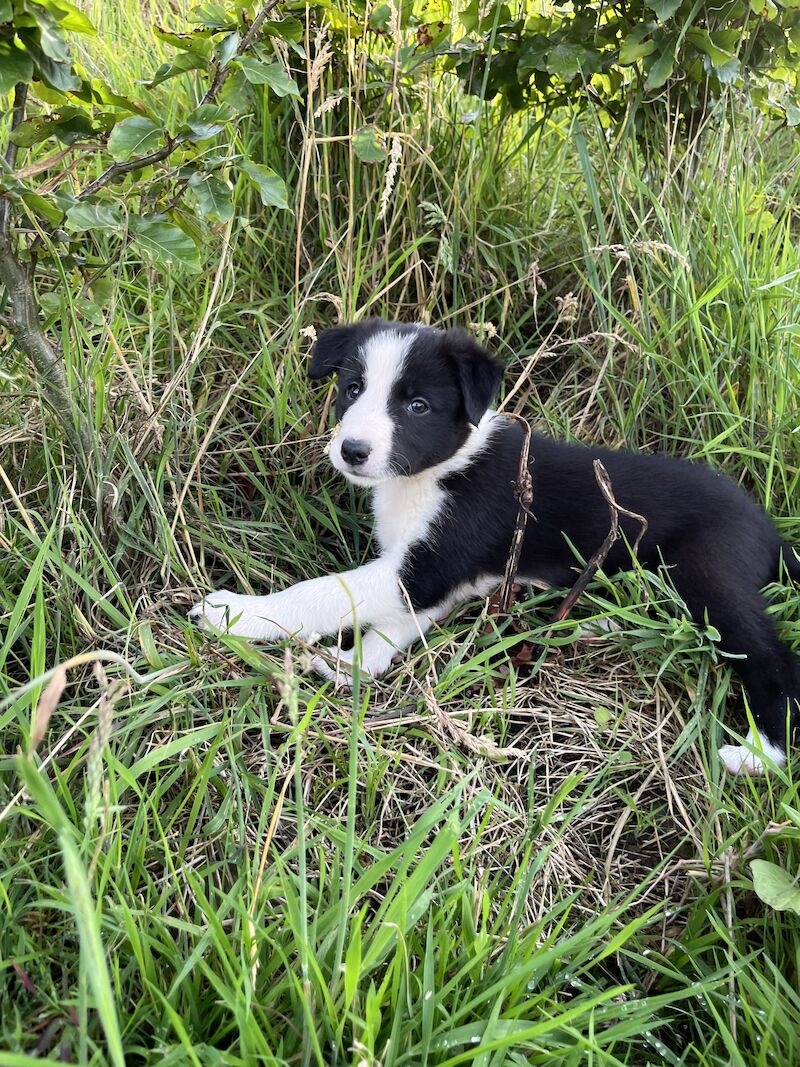 Beautiful Border Collie Puppies (ISDS PARENTS) for sale in Presteigne/Llanandras, Powys - Image 4