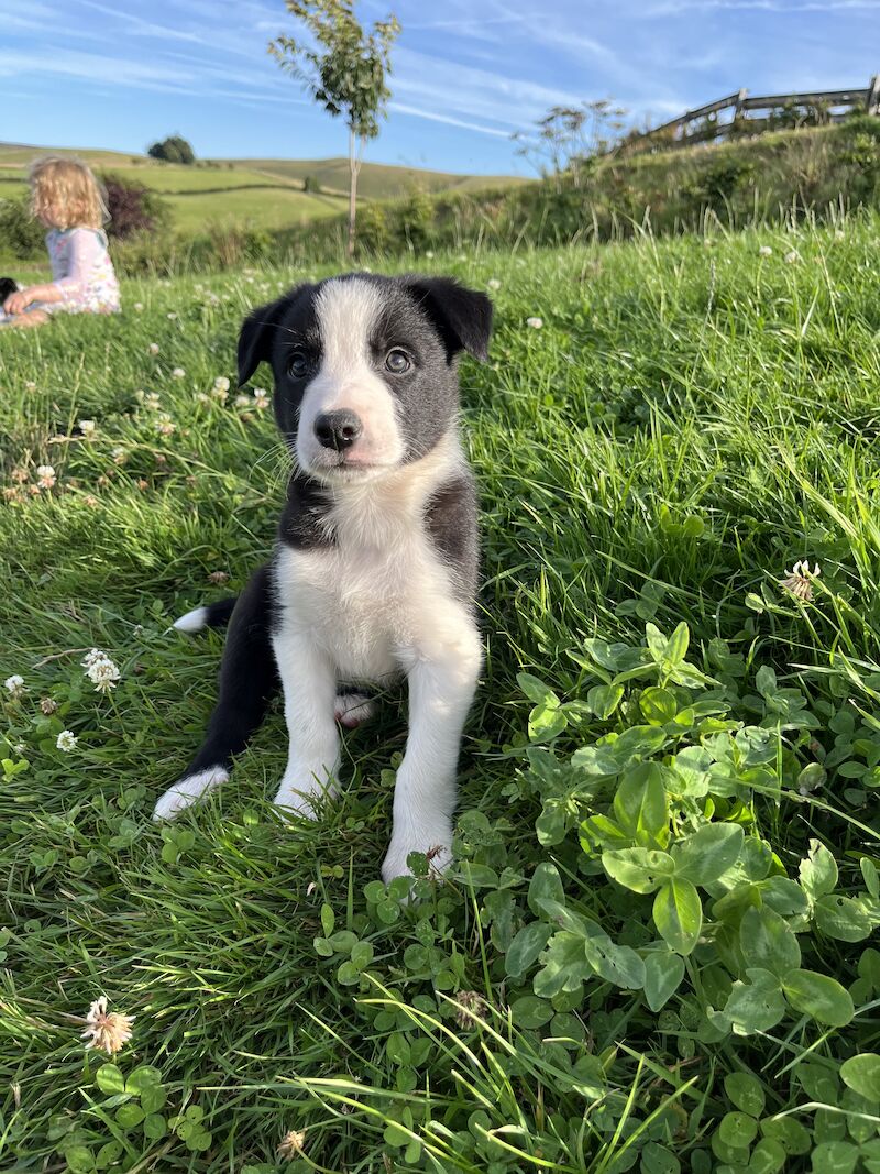 Beautiful Border Collie Puppies (ISDS PARENTS) for sale in Presteigne/Llanandras, Powys - Image 5