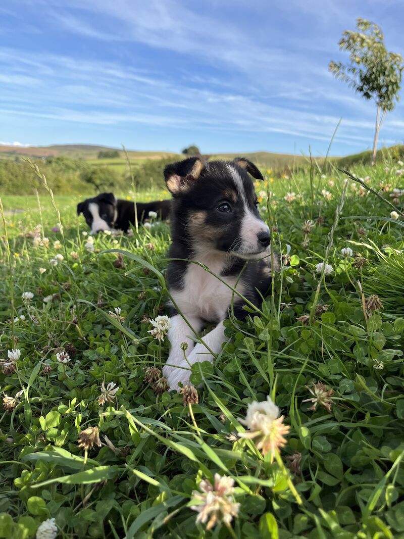 Beautiful Border Collie Puppies (ISDS PARENTS) for sale in Presteigne/Llanandras, Powys - Image 7