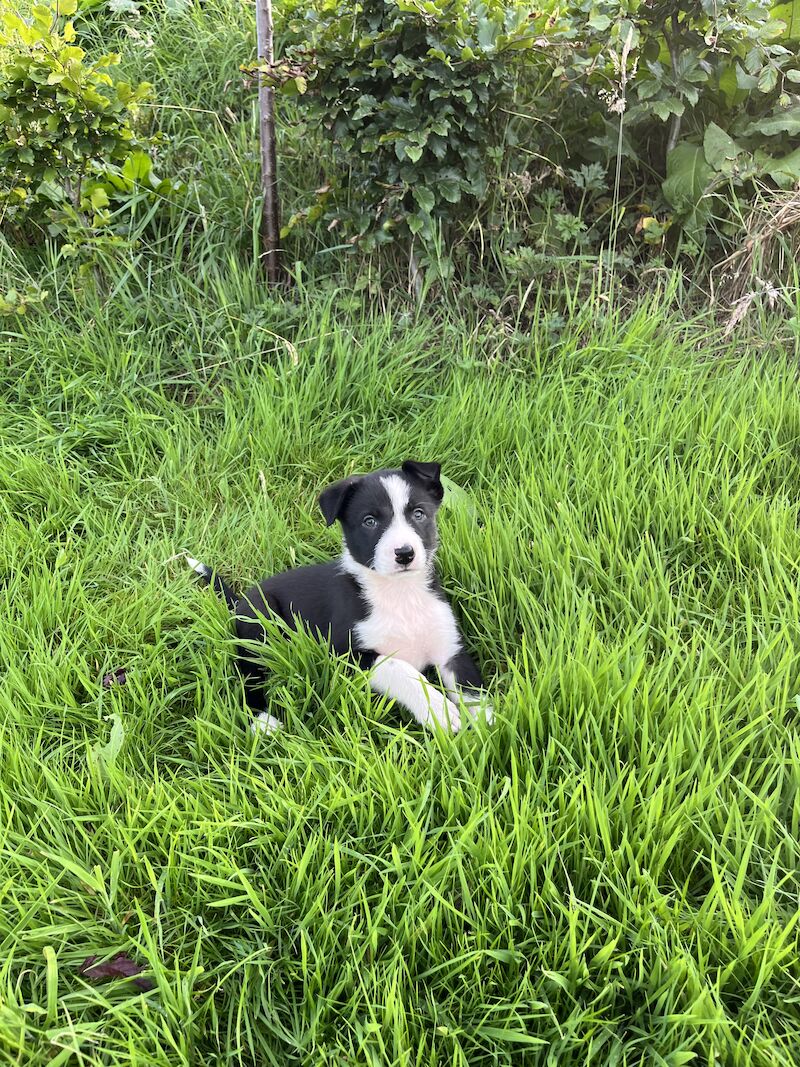 Beautiful Border Collie Puppies (ISDS PARENTS) for sale in Presteigne/Llanandras, Powys - Image 8