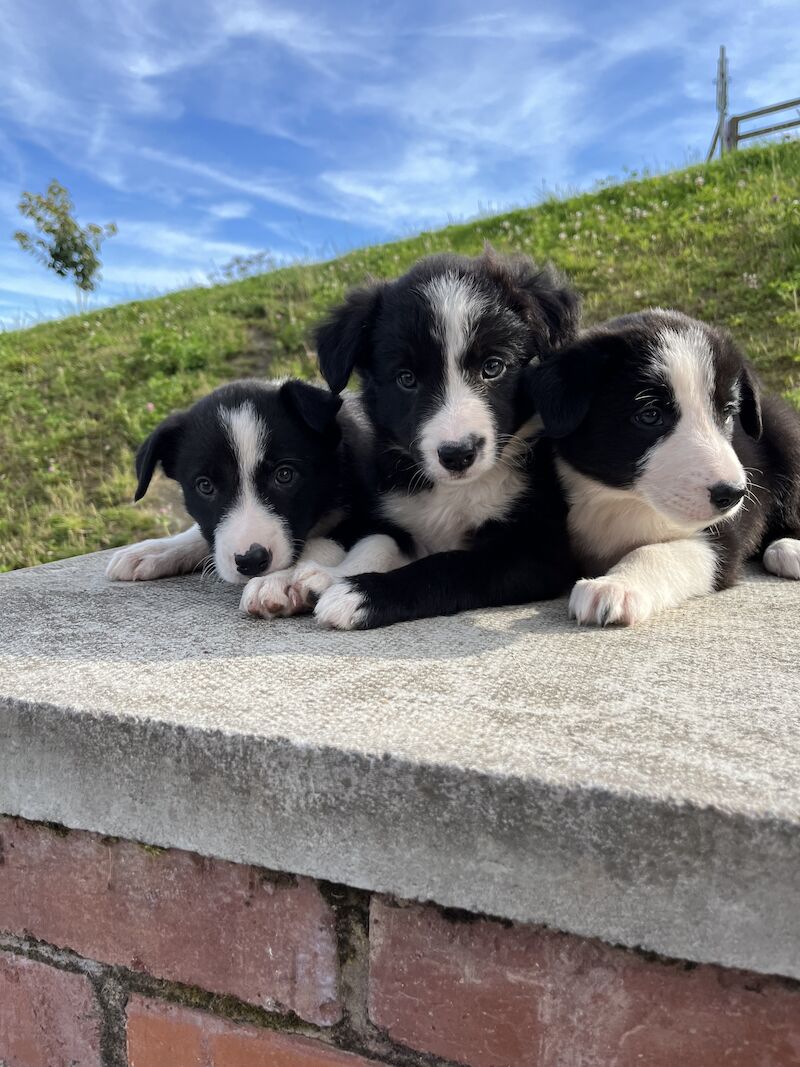 Beautiful Border Collie Puppies (ISDS PARENTS) for sale in Presteigne/Llanandras, Powys - Image 9