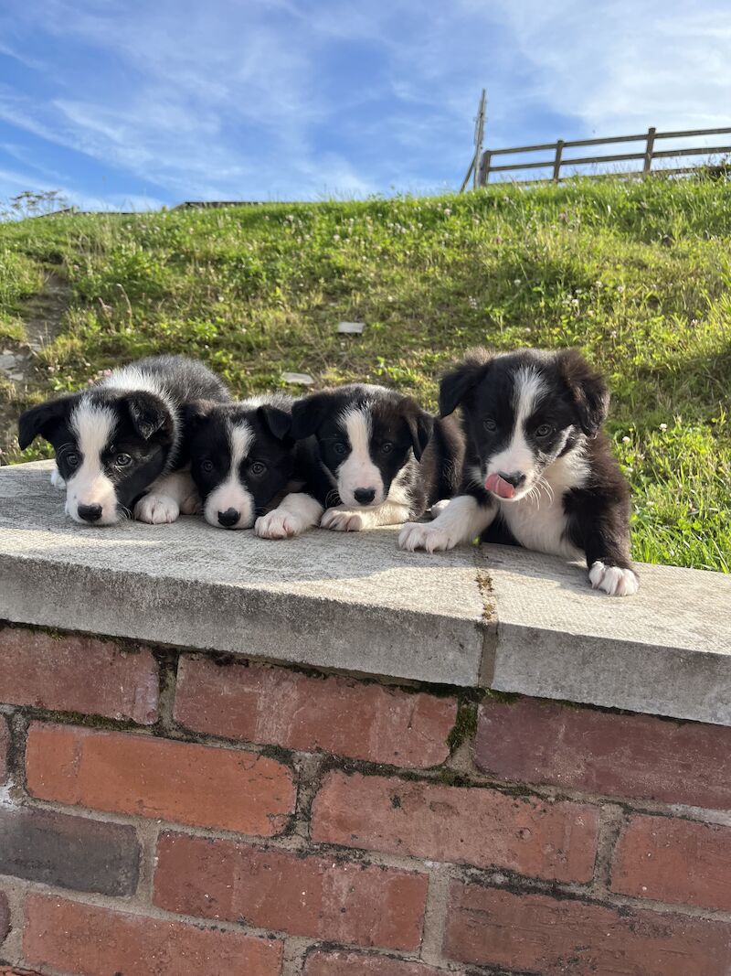 Beautiful Border Collie Puppies (ISDS PARENTS) for sale in Presteigne/Llanandras, Powys - Image 10