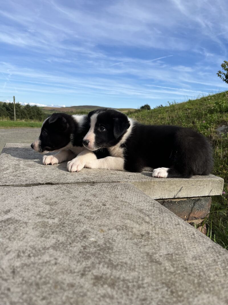 Beautiful Border Collie Puppies (ISDS PARENTS) for sale in Presteigne/Llanandras, Powys - Image 11