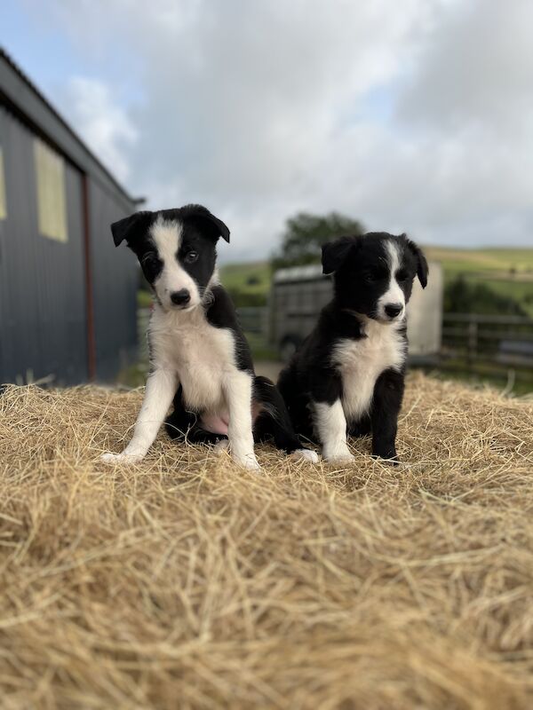 Beautiful Border Collie Puppies (ISDS PARENTS) for sale in Presteigne/Llanandras, Powys - Image 12