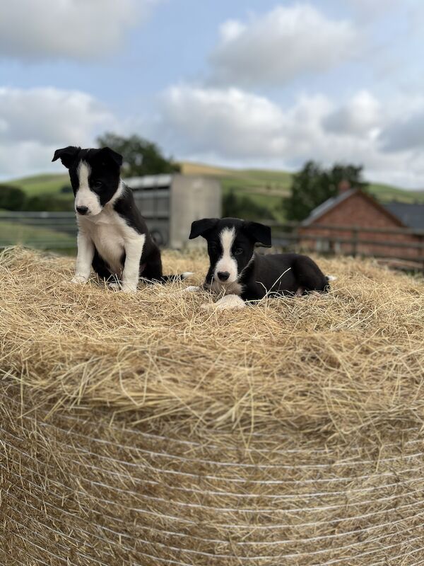 Beautiful Border Collie Puppies (ISDS PARENTS) for sale in Presteigne/Llanandras, Powys - Image 13