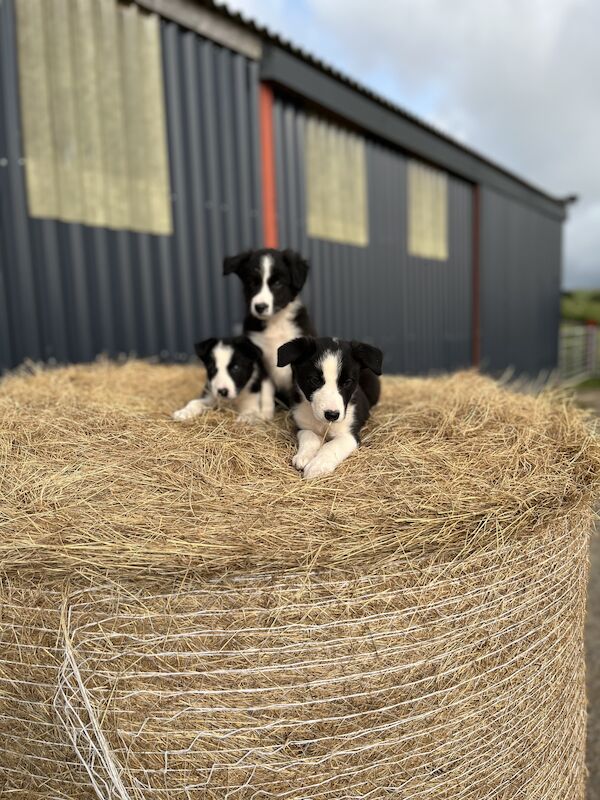 Beautiful Border Collie Puppies (ISDS PARENTS) for sale in Presteigne/Llanandras, Powys - Image 14