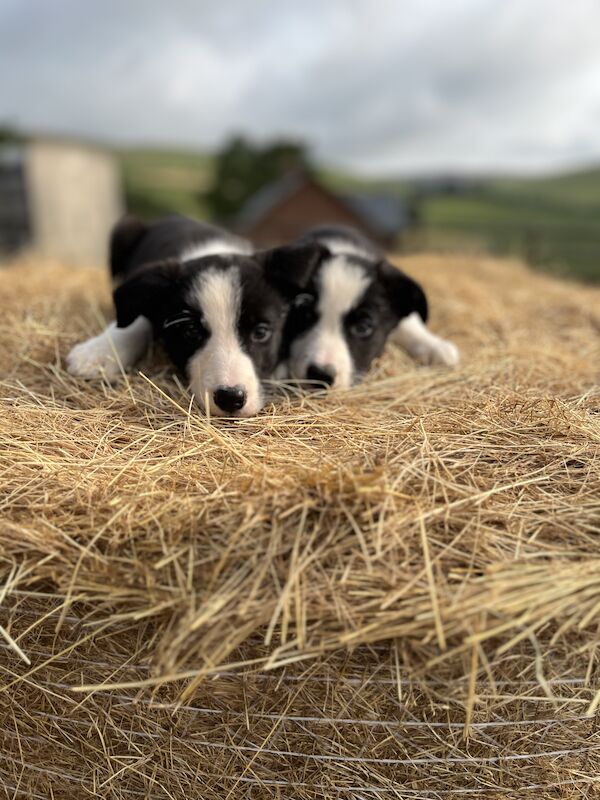 Beautiful Border Collie Puppies (ISDS PARENTS) for sale in Presteigne/Llanandras, Powys - Image 15