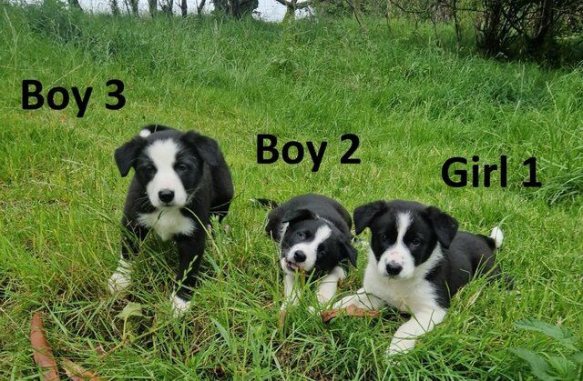 Beautiful Border Collie Pups . for sale in Denbigh/Dinbych, Denbighshire - Image 1