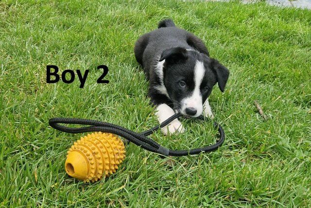 Beautiful Border Collie Pups . for sale in Denbigh/Dinbych, Denbighshire - Image 2