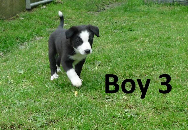 Beautiful Border Collie Pups . for sale in Denbigh/Dinbych, Denbighshire - Image 3