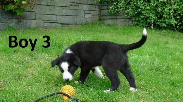 Beautiful Border Collie Pups . for sale in Denbigh/Dinbych, Denbighshire - Image 4