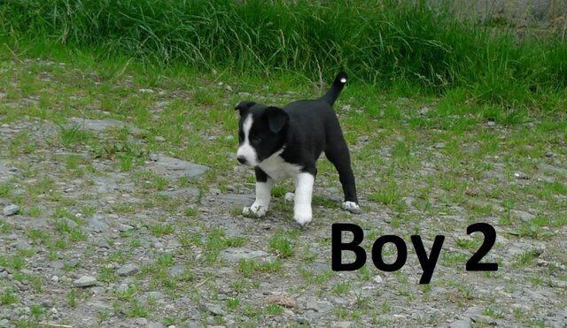 Beautiful Border Collie Pups . for sale in Denbigh/Dinbych, Denbighshire - Image 5