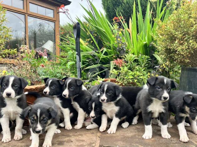 Beautiful border collie pups available for sale in Brecon/Aberhonddu, Powys