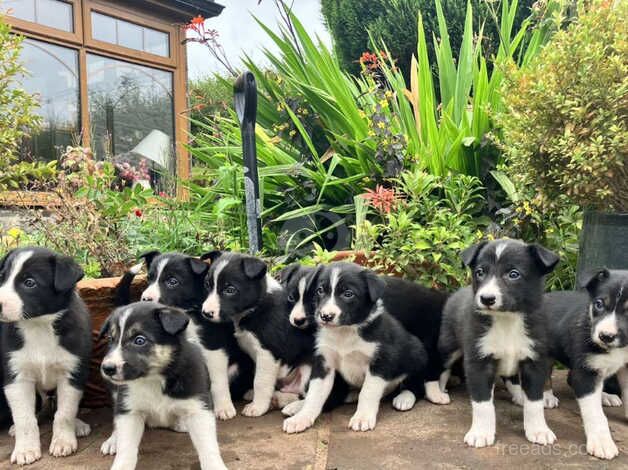 Beautiful border collie pups available for sale in Brecon/Aberhonddu, Powys - Image 2