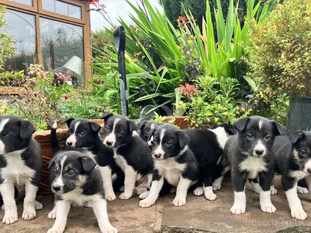 Beautiful border collie pups available for sale in Brecon/Aberhonddu, Powys - Image 3