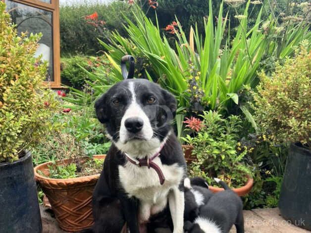 Beautiful border collie pups available for sale in Brecon/Aberhonddu, Powys - Image 4