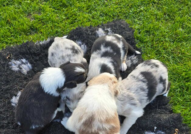 Beautiful Border Collie Pups Blue Merle Red Merle Black & White For Sale in York, North Yorkshire